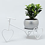 Ficus Compacta Plant In Metal Pot On White Rickshaw