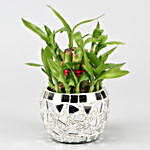 Two Layer Bamboo Plant In Metal Planter