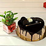 Yummy Chocolate Cake And Bamboo Plant