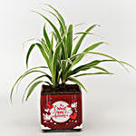 Spider Plant In Want You Forever Vase