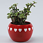 Jade Plant In Heart Metal Pot With Free Chocolate