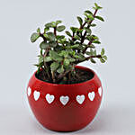 Jade Plant In Heart Metal Pot With Free Chocolate