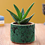 Mini Aloevera Plant In Pipe Shape Planter