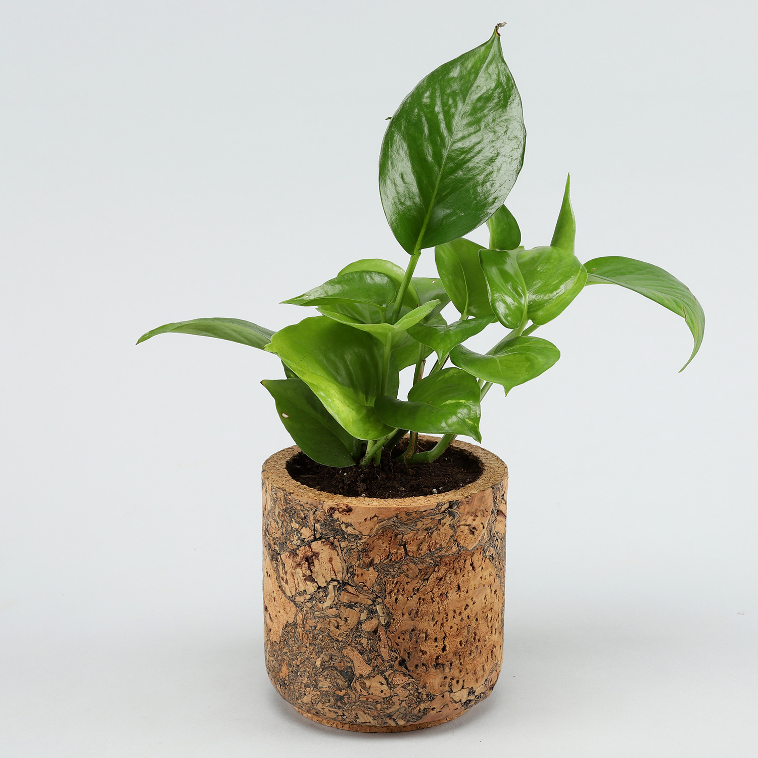 Money Plant In Pipe Shape Cork Pot