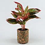 Red Aglaonema Plant In Pipe Shape Cork Pot