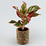 Red Aglaonema Plant In Pipe Shape Cork Pot