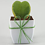 Cute Love Plant