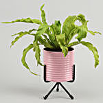 Bird Nest Fern Plant In Pink Pot With Stand