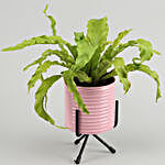 Bird Nest Fern Plant In Pink Pot With Stand