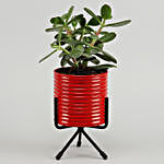 Crasulla Plant In Red Pot With Stand