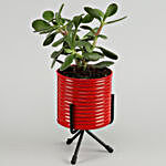 Crasulla Plant In Red Pot With Stand