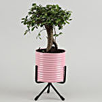 Elm carmona Bonsai Plant In Pink Pot With Stand