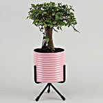 Elm carmona Bonsai Plant In Pink Pot With Stand