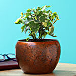 English Ivy Plant In Copper Pot