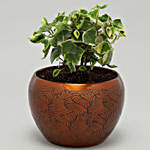 English Ivy Plant In Copper Pot