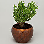 Euphorbia Sticks Plant In Textured Orange Pot