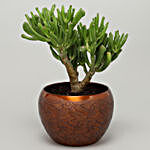 Euphorbia Sticks Plant In Textured Orange Pot
