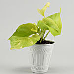 Golden Money Plant In Matte White Pot