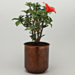Hibiscus Plant In Orange Iron Embossed Pot