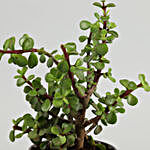 Jade Plant In Red Copper Pot
