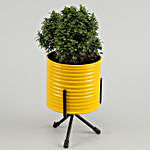 Kamini Plant In Yellow Pot With Stand