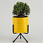Kamini Plant In Yellow Pot With Stand
