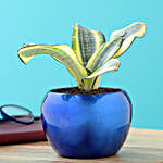 Milt Sansevieria Plant In Blue Metal Pot
