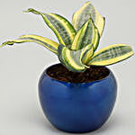 Milt Sansevieria Plant In Blue Metal Pot