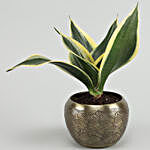 Milt Sansevieria Plant In Brass Pot