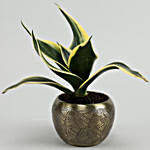 Milt Sansevieria Plant In Brass Pot