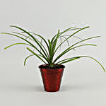 Nolina Palm Plant In Red Iron Embossed Plant