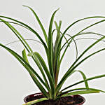 Nolina Palm Plant In Red Iron Embossed Plant