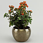 Orange Kalanchoe Plant In Brass Pot