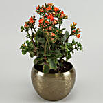 Orange Kalanchoe Plant In Brass Pot