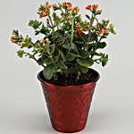 Orange Kalanchoe Plant In Red Iron Embossed Pot