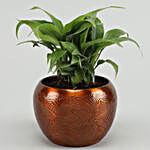 Peace Lily Plant In Brass Pot
