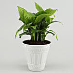 Peace Lily Plant In Matte White Iron Embossed Pot