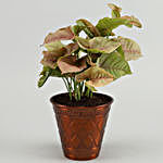 Pink Syngonium Plant In Iron Embossed Pot