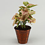 Pink Syngonium Plant In Iron Embossed Pot