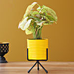 Pink Syngonium Plant In Yellow Pot With Stand