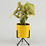 Pink Syngonium Plant In Yellow Pot With Stand