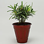 Podocarpus Plant In Red Iron Embossed Pot