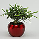 Podocarpus Plant In Red Metal Pot