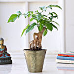 Radermachera Bonsai Plant In Brass Pot