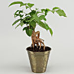Radermachera Bonsai Plant In Brass Pot