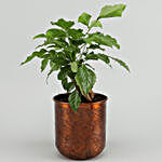 Radermachera Bonsai Plant In Orange Pot