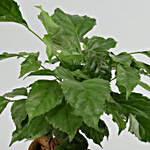 Radermachera Bonsai Plant In Orange Pot