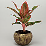 Red Aglaonema Plant In Gold Metal Finish Pot