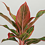 Red Aglaonema Plant In Gold Metal Finish Pot