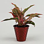 Red Aglaonema Plant In Red Iron Embossed Pot